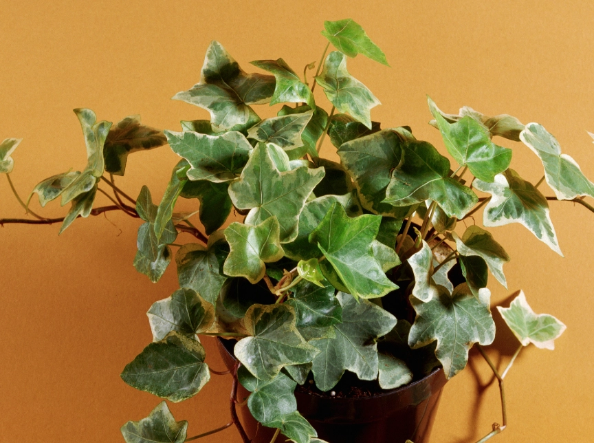 常春藤照顧方法