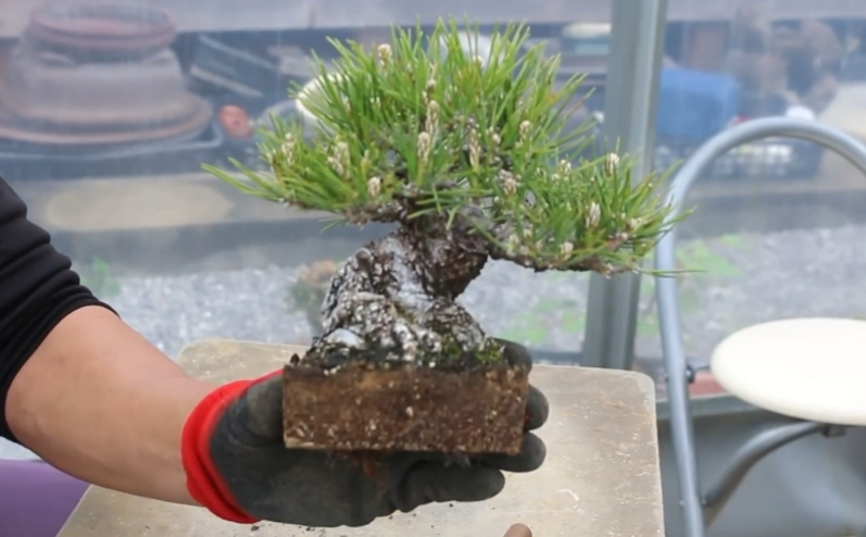 黑松盆景養護