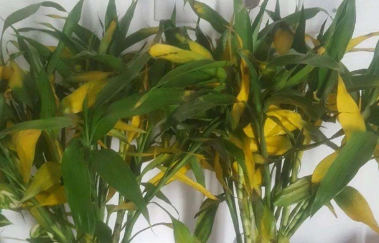 竹葉發黃原因 竹葉發黃原因