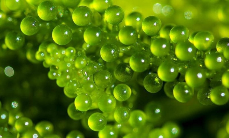 海葡萄保存方法