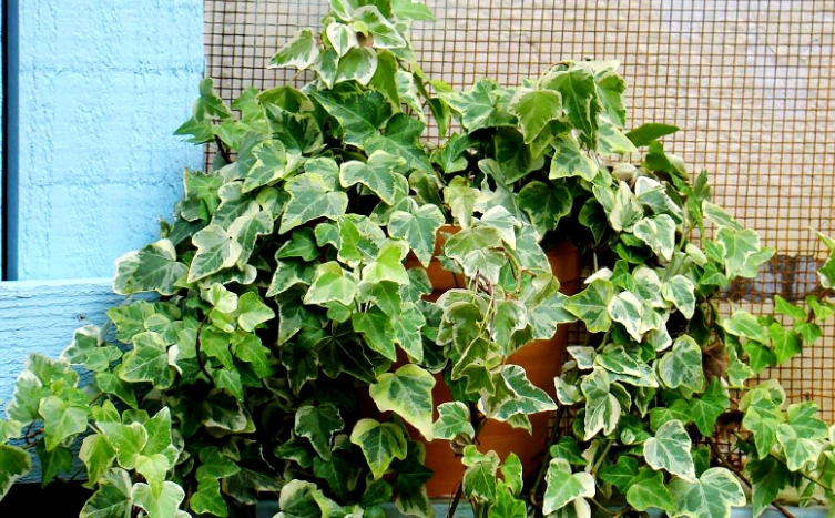 低維護室內植物 低維護室內植物