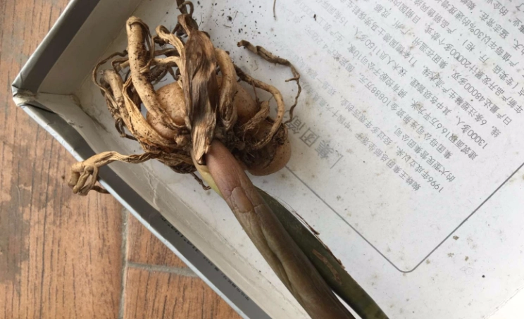 金錢樹養護 金錢樹養護