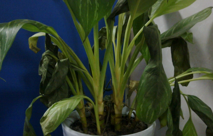 植物枯萎原因 植物枯萎原因