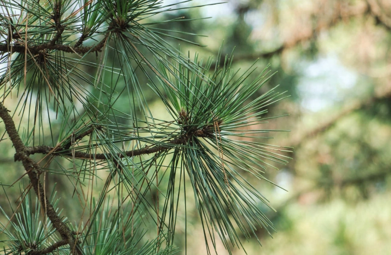 黑松葉子下垂原因 黑松葉子下垂原因