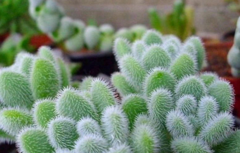 多肉植物軟軟的原因