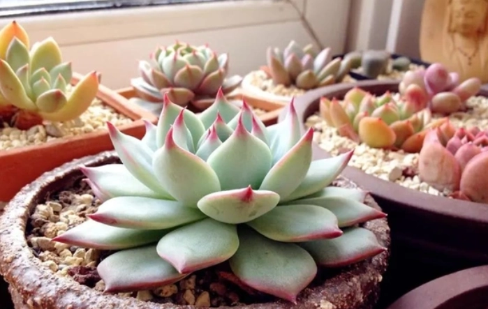 多肉植物養護技巧