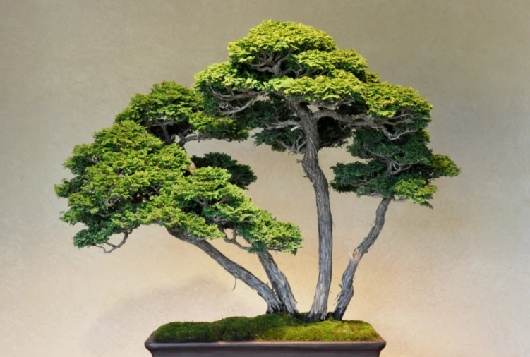 真柏養護方法 真柏養護方法