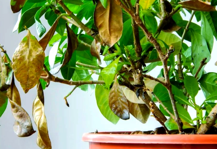 植物枯萎原因 植物枯萎原因