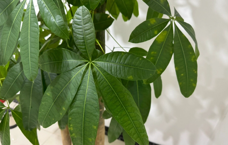植物葉子變黃 植物葉子變黃