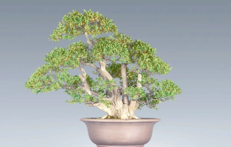 珍珠柏照顧方法