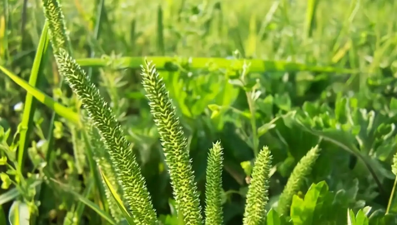 禾本科植物種類 禾本科植物種類