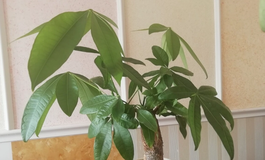 發財樹養護 發財樹養護