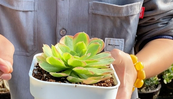 多肉植物照顧