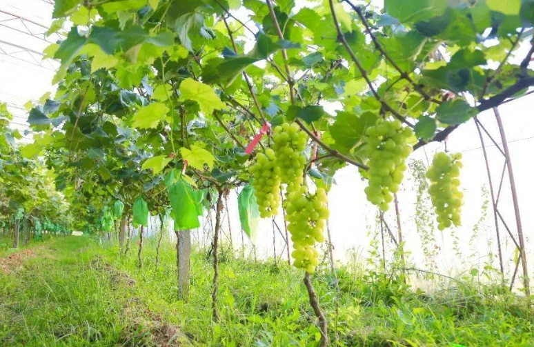 萄葡病虫害防治 萄葡病虫害防治