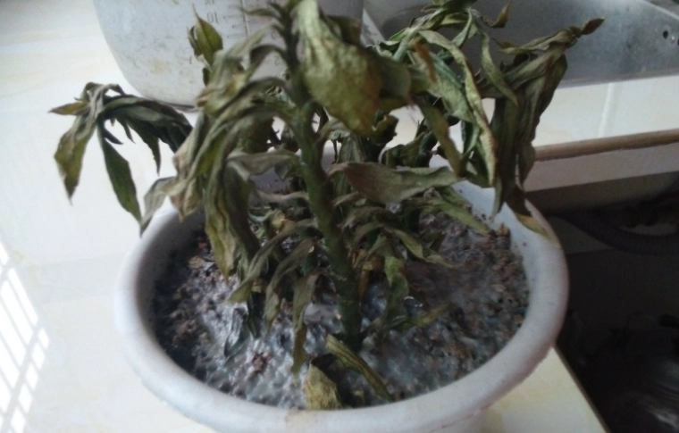 拯救枯萎植物 拯救枯萎植物