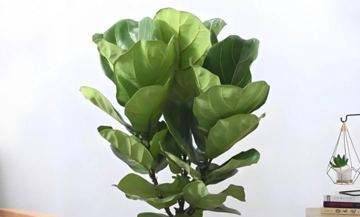 琴葉榕新葉不生長