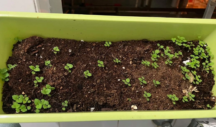 薄荷種子種植技巧