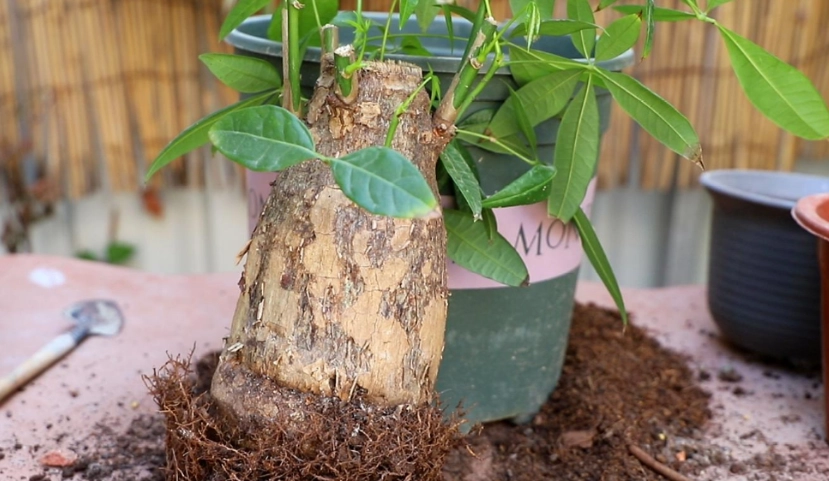 發財樹澆水方法