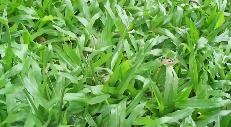 禾本科植物種類 禾本科植物種類