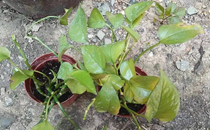 黃金葛爛根預防