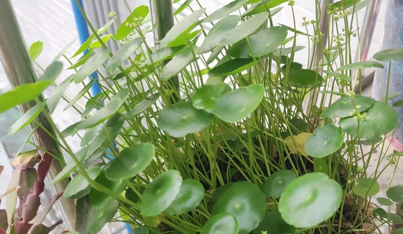 金錢草養護方法 金錢草養護方法