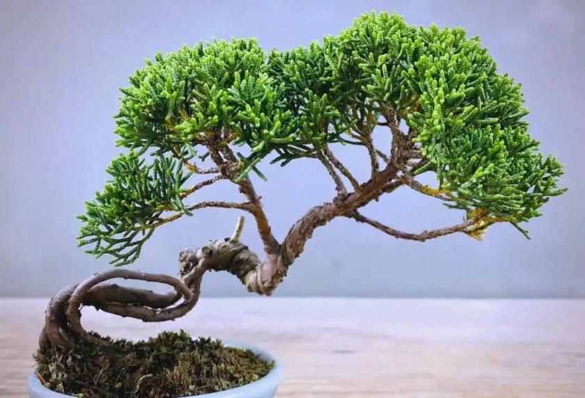 真柏盆栽問題解決