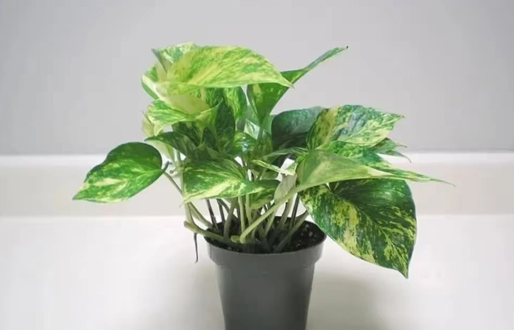 黃金葛寵物安全