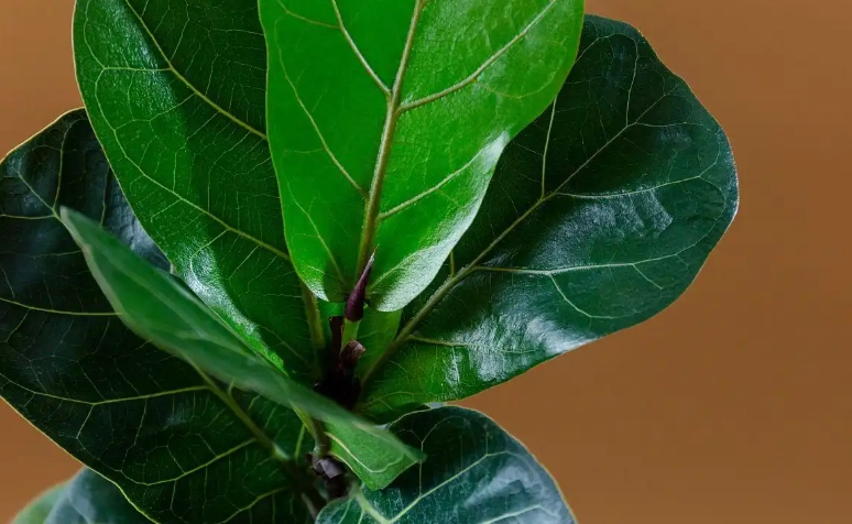 植物缺水症狀 植物缺水症狀