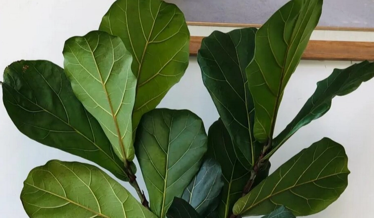 琴葉榕新葉不生長