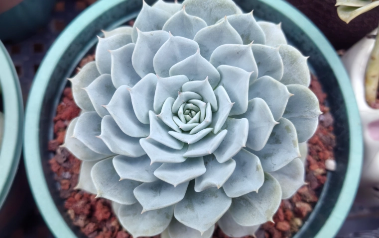 多肉植物葉片變薄原因