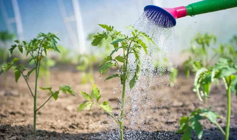 番茄澆水技巧