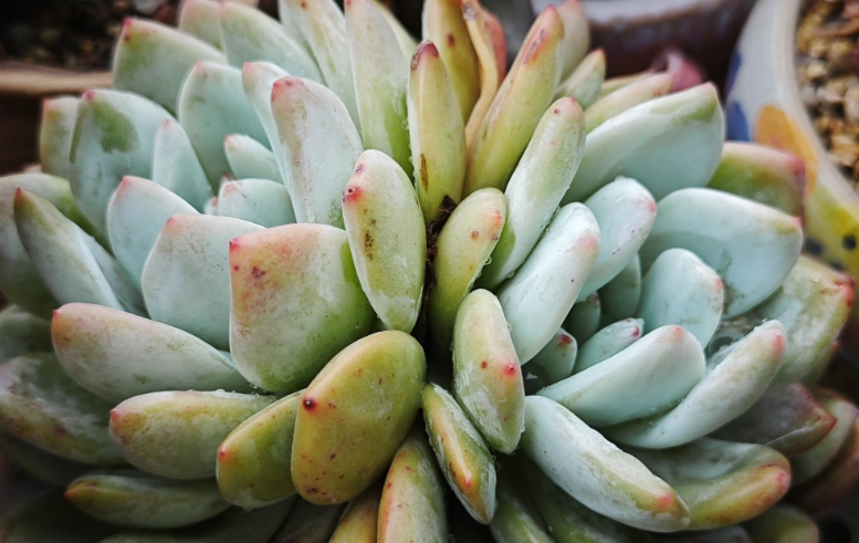 多肉葉片變薄處理