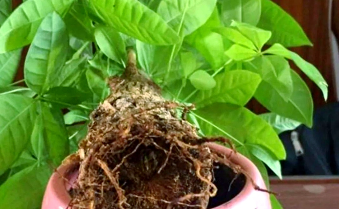 金錢樹爛根處理