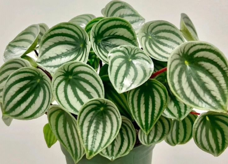 低維護室內植物 低維護室內植物