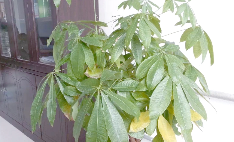 發財樹澆水方法 發財樹澆水方法