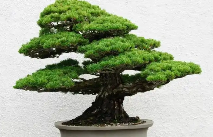 松樹盆栽養護 松樹盆栽養護