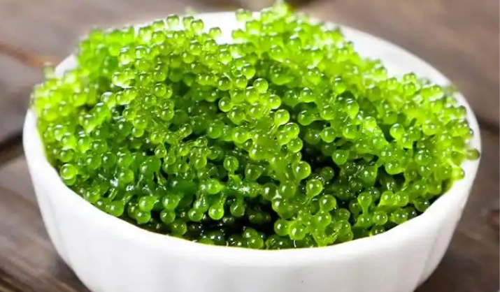 海葡萄保存方法