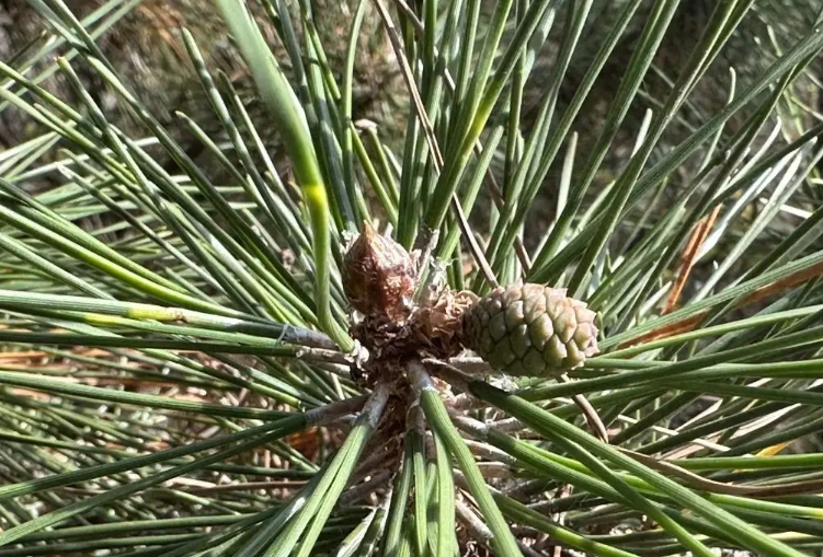 黑松養護技巧 黑松養護技巧