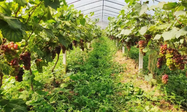 萄葡病虫害防治 萄葡病虫害防治