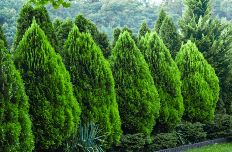 柏樹病蟲害防治