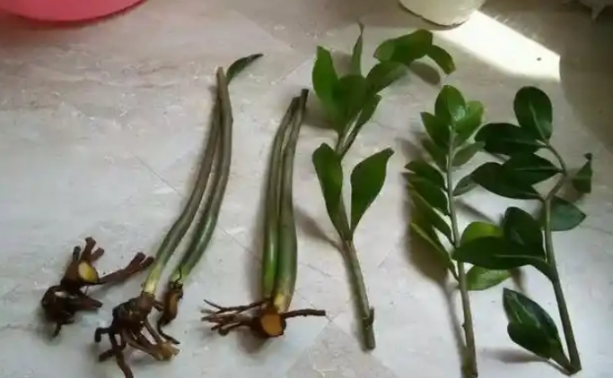 植物根部問題 植物根部問題