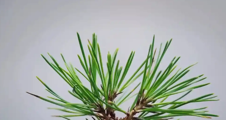 黑松葉子下垂原因 黑松葉子下垂原因