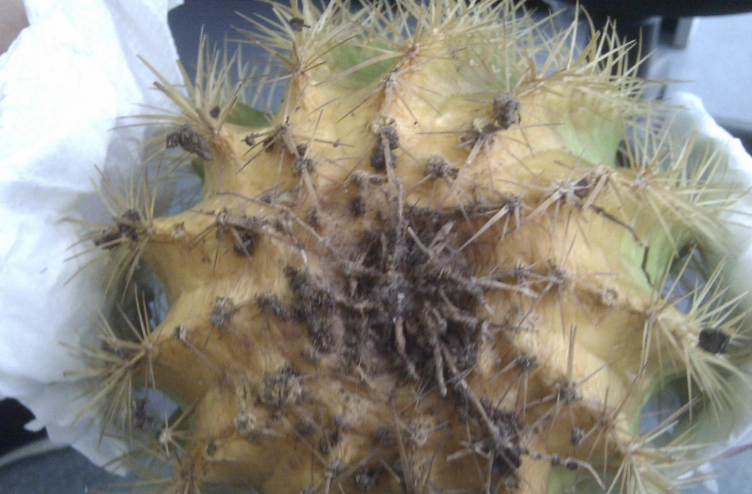 仙人掌黃化處理