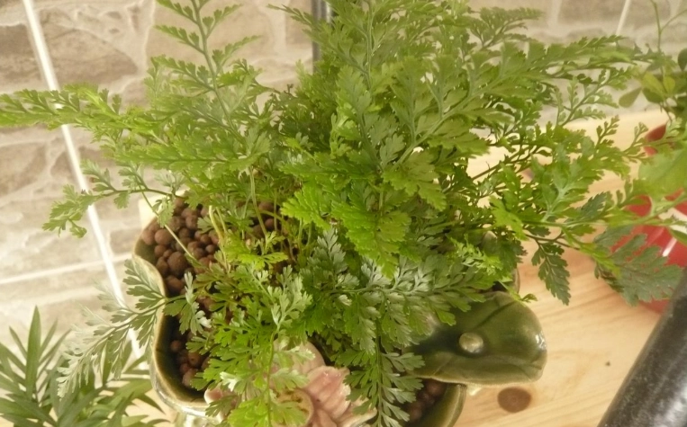 兔腳蕨照顧方法