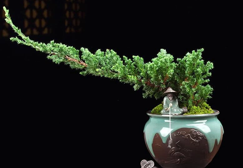 珍珠柏枯黃原因