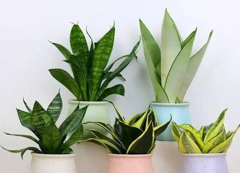 室內植物推薦 室內植物推薦