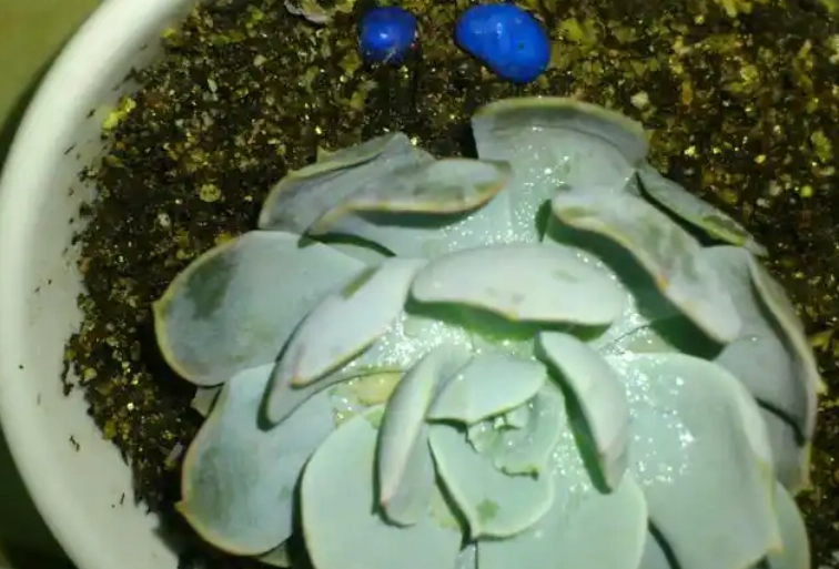 多肉植物葉片變薄原因