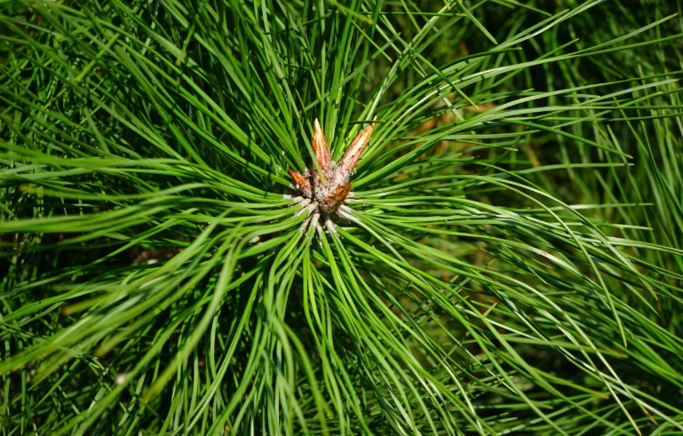 黑松養護技巧 黑松養護技巧