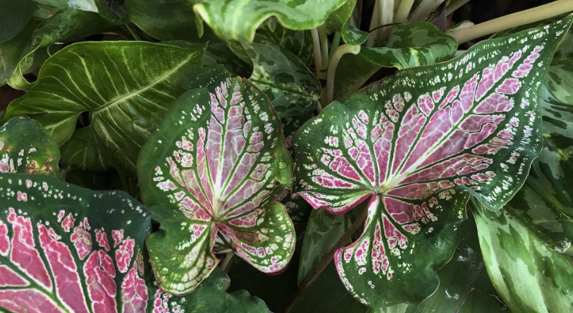 黛粉葉養護 黛粉葉養護