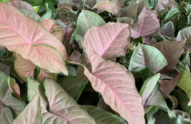 黛粉葉養護 黛粉葉養護